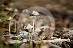 Fairy Ring Mushrooms in woodland.  Marasmius oreades