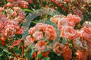 Fairy rose bush pink blooming flowers close up Polyantha Roses  Rosa multiflora in garden in sun light as floral spring summer