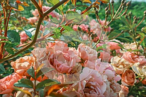 Fairy rose bush pink blooming flowers close up Polyantha Roses  Rosa multiflora in garden in sun light as floral spring summer