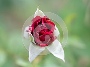 Fairy Rose, Red Pygmy Rose, Red Rosa chinensis, Rosachinensis Jacq.var.minima voss Rosaceae