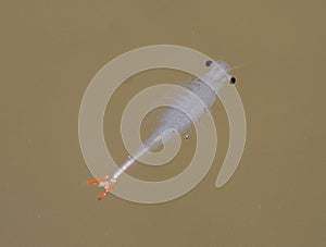 Fairy shrimp Anostraca