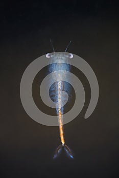 Fairy Shrimp Eubranchipus grubii close up. Underwater photography photo
