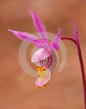 `Fairy Slipper` Calypso bulbosa orchid
