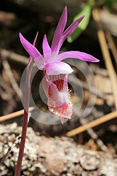 Fairy Slipper Orchid - Calypso bulbosa