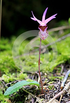 Fairy Slipper Orchid Flower in the Forest