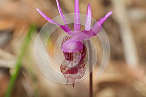 Fairy Slippers aka Venus`s Slippers, Calypso Orchid