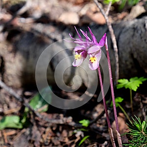 Fairy Slippers. Calypso Bulbosa. Orchid Family.