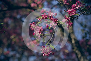 Fairy spring background with blue sky and blooming branch of apple tree with pink saturated flowers and small fresh leaves