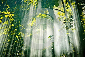 Fairy sunlight in forest