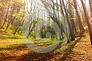 Fairy tale forest with trees and natural sunlight in the misty path thru nature