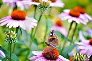 Fairy tale garden. Red admiral butterfly and cone flowers. Vivid colors.