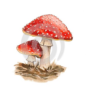 Fairy tale mushrooms