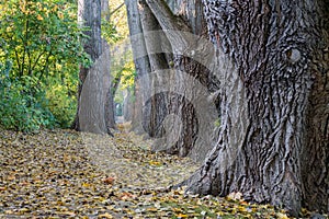 Fairy tale path in a forest at autumn