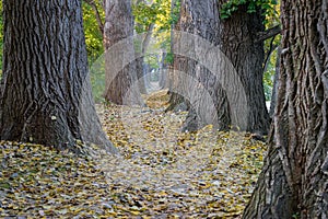 Fairy tale path in a forest at autumn