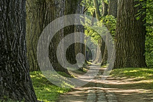 Fairy tale path in a forest with sun shining through