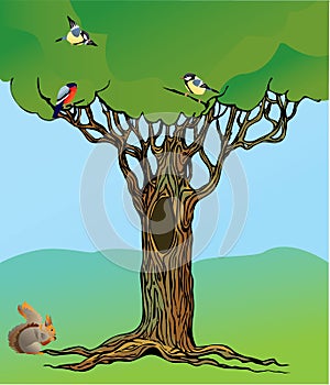 Fairy-tale rooted oak tree, squirrel and birds