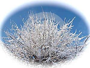 Fairy-tale snowy branches of a lime tree against blue sky in white circle