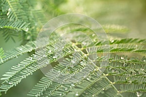 Fairy tale styled macro shot of rain drops on fern leafs, hard blur on background