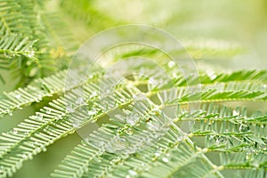 Fairy tale styled macro shot of rain drops on fern leafs, hard blur on background