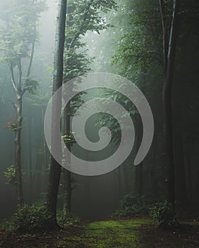 Fairy tale trail in foggy forest. Fantasy spooky landscape in woodland