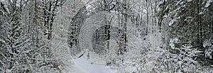 Fairy tale winter forest