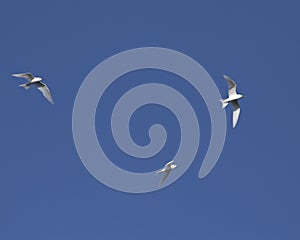 3 Fairy Terns in flight