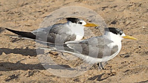 Crested Terns
