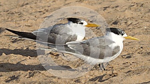 Crested Terns photo