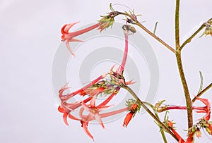 Fairy Trumpet Red Wildflowers Iipomopsis aggregata On White Background