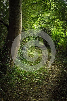 Fairy tunnel of trees in a summer forest