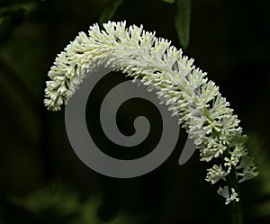 Fairy Wand growing in the Swamp