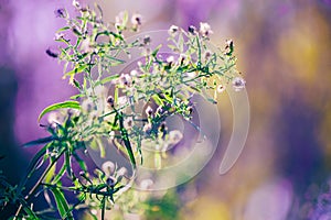 Fairy white small flowers on colorful dreamy magic yellow red blurry background