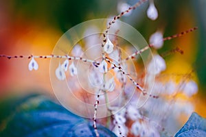 Fairy white small flowers on colorful dreamy magic yellow red blurry background