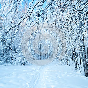 Fairy Winter Forest