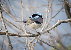 Fairy Wren