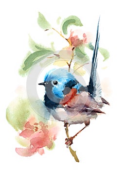 Fairy Wren Bird on the branch with Flowers Watercolor Illustration Hand Painted isolated on white background photo