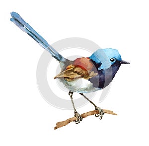 Fairy Wren Bird on the branch Watercolor Illustration Hand Painted isolated on white background photo