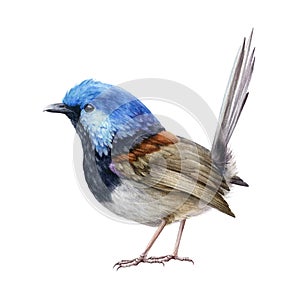 Fairy-wren bird bright illustration. Australian songbird fairy wren. Bright small avian watercolor image. Wildlife photo