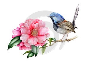 Fairy-wren bird and pink camellia flower. Garden australia bird watercolor illustration. Wren bird with tender camellia