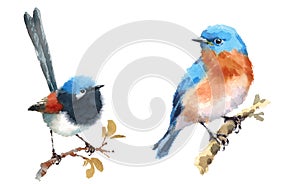 Fairy Wren and Bluebird Birds Watercolor Illustration Set Hand Drawn