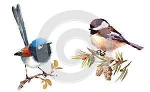 Fairy Wren and Chickadee Birds Watercolor Illustration Set Hand Drawn