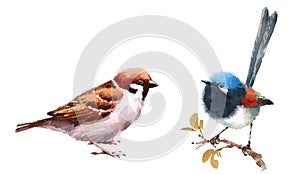 Fairy Wren and Sparrow Birds Watercolor Illustration Set Hand Drawn photo