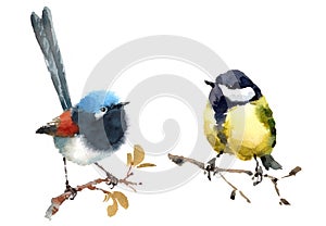 Fairy Wren and Tit Two Birds Watercolor Hand Painted Illustration Set isolated on white background