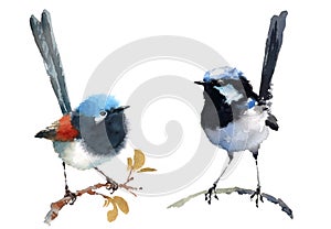 Fairy Wrens Birds Watercolor Illustration Set Hand Drawn