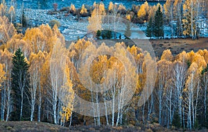 Fairyland autumn birch forest