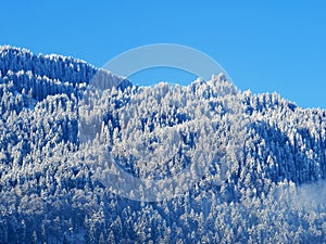 Fairytale alpine winter atmosphere and snow-covered coniferous trees on the mountain peak BlÃ¤ss Chopf Blaess Chopf or Blass Chopf