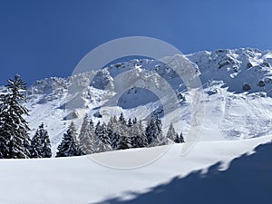 Fairytale alpine winter atmosphere and snow-covered coniferous trees on the mountain peak Neuenalpspitz 1817 m, Nesslau