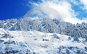 Fairytale alpine winter atmosphere and snow-covered coniferous trees on the mountain peak Neuenalpspitz 1817 m, Nesslau