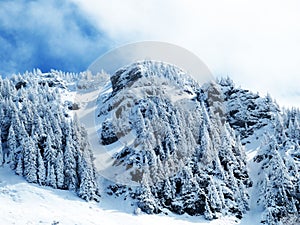 Fairytale alpine winter atmosphere and snow-covered coniferous trees on the mountain peak Neuenalpspitz 1817 m, Nesslau