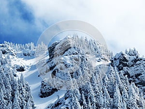 Fairytale alpine winter atmosphere and snow-covered coniferous trees on the mountain peak Neuenalpspitz 1817 m, Nesslau